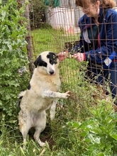 HEETY, Hund, Mischlingshund in Griechenland - Bild 31
