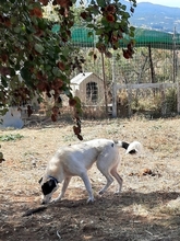 HEETY, Hund, Mischlingshund in Griechenland - Bild 6