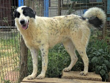 HEETY, Hund, Mischlingshund in Griechenland - Bild 8