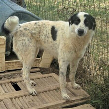 HEETY, Hund, Mischlingshund in Griechenland - Bild 9