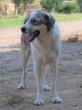 HARRY, Hund, Mischlingshund in Griechenland - Bild 1