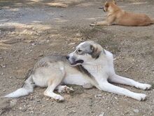 HARRY, Hund, Mischlingshund in Griechenland - Bild 2