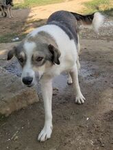 HARRY, Hund, Mischlingshund in Griechenland - Bild 5