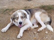 HARRY, Hund, Mischlingshund in Griechenland - Bild 6