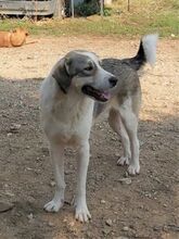 HARRY, Hund, Mischlingshund in Griechenland - Bild 7