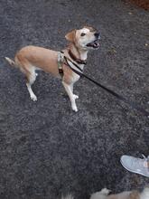 LEA, Hund, Mischlingshund in Essen - Bild 11