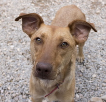 TOLO, Hund, Mischlingshund in Spanien - Bild 1