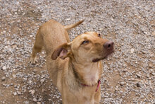 TOLO, Hund, Mischlingshund in Spanien - Bild 2