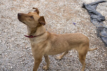 TOLO, Hund, Mischlingshund in Spanien - Bild 6