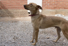 TOLO, Hund, Mischlingshund in Spanien - Bild 7