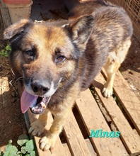 MINAS, Hund, Mischlingshund in Griechenland - Bild 2
