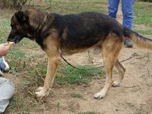 MINAS, Hund, Mischlingshund in Griechenland - Bild 4