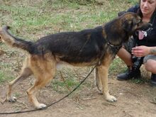MINAS, Hund, Mischlingshund in Griechenland - Bild 6