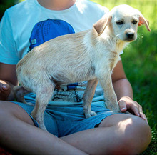 BENETTON, Hund, Mischlingshund in Ungarn - Bild 1