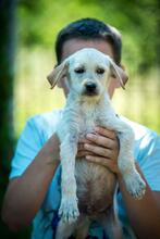 BENETTON, Hund, Mischlingshund in Ungarn - Bild 4