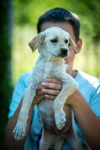 BENETTON, Hund, Mischlingshund in Ungarn - Bild 5
