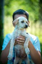 BENETTON, Hund, Mischlingshund in Ungarn - Bild 7