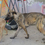 BERGEN, Hund, Mischlingshund in Spanien - Bild 2