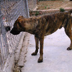 BERGEN, Hund, Mischlingshund in Spanien - Bild 3