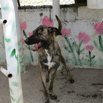 BERGEN, Hund, Mischlingshund in Spanien - Bild 4