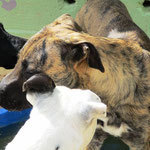 BERGEN, Hund, Mischlingshund in Spanien - Bild 5