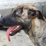 BERGEN, Hund, Mischlingshund in Spanien - Bild 6