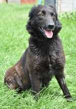 FATIME, Hund, Mischlingshund in Ungarn - Bild 3
