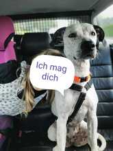 DESY, Hund, Mischlingshund in Marl - Bild 5