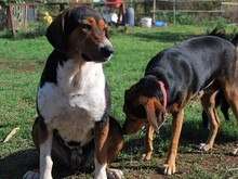 LYDIA, Hund, Mischlingshund in Walldürn - Bild 19