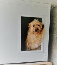 FILOMENA, Hund, Terrier-Mix in Gerhardshofen - Bild 8