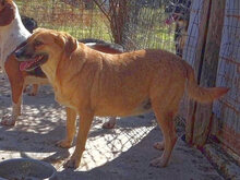 RINA, Hund, Mischlingshund in Griechenland - Bild 2
