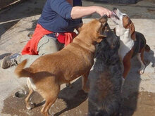 RINA, Hund, Mischlingshund in Griechenland - Bild 3