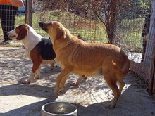 RINA, Hund, Mischlingshund in Griechenland - Bild 4