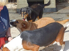 RINA, Hund, Mischlingshund in Griechenland - Bild 6