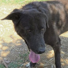 LAZI, Hund, Mischlingshund in Griechenland - Bild 1