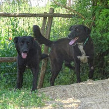 LAZI, Hund, Mischlingshund in Griechenland - Bild 10