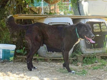 LAZI, Hund, Mischlingshund in Griechenland - Bild 2