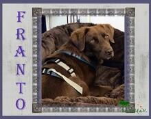 FRANTO, Hund, Mischlingshund in Overath - Bild 3