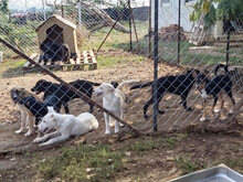 BARRY, Hund, Mischlingshund in Griechenland - Bild 10