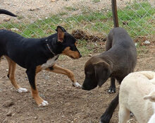 BARRY, Hund, Mischlingshund in Griechenland - Bild 7