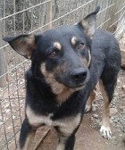 LEXUS, Hund, Mischlingshund in Griechenland - Bild 10