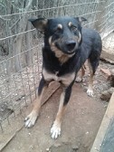 LEXUS, Hund, Mischlingshund in Griechenland - Bild 11