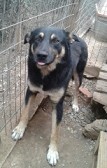 LEXUS, Hund, Mischlingshund in Griechenland - Bild 12