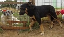 LEXUS, Hund, Mischlingshund in Griechenland - Bild 13