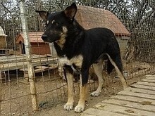 LEXUS, Hund, Mischlingshund in Griechenland - Bild 14