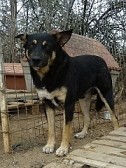 LEXUS, Hund, Mischlingshund in Griechenland - Bild 15