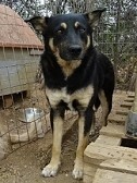 LEXUS, Hund, Mischlingshund in Griechenland - Bild 16