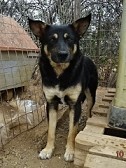 LEXUS, Hund, Mischlingshund in Griechenland - Bild 18