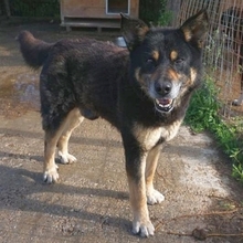 LEXUS, Hund, Mischlingshund in Griechenland - Bild 2