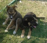 LEXUS, Hund, Mischlingshund in Griechenland - Bild 20